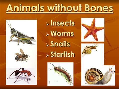 What animals have no skeleton?